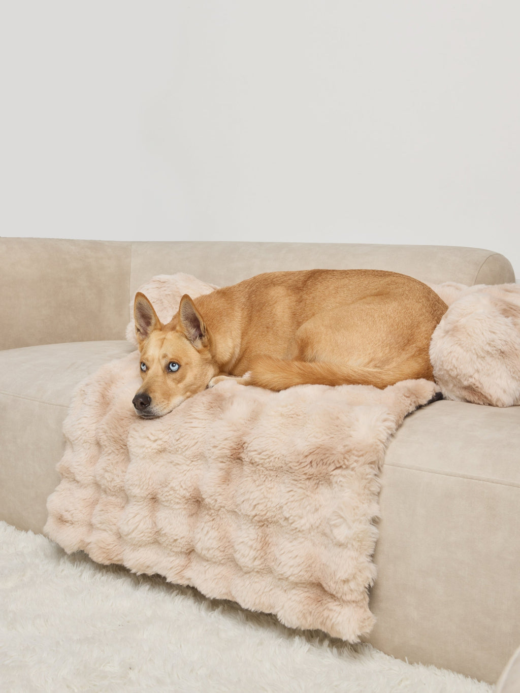Dream Cloud Pet Sofa Bed