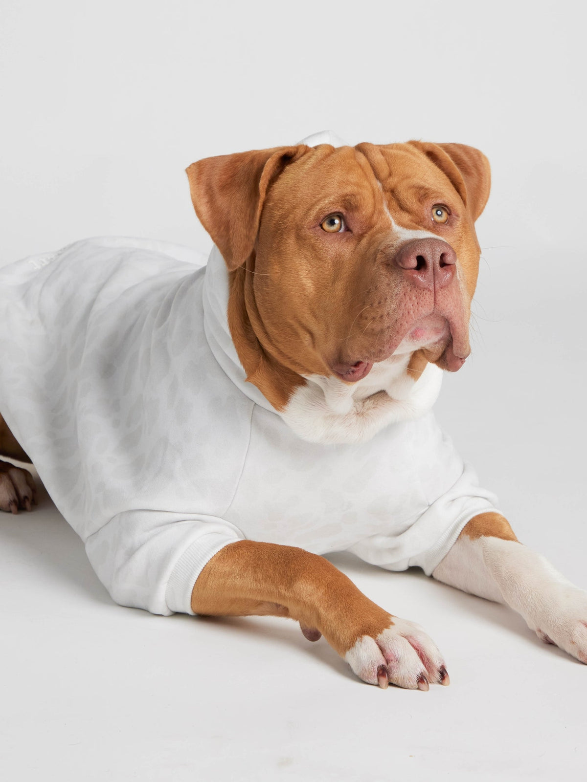 Minimalist Paw Hoodie